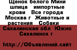 Щенок белого Мини шпица , импортные крови - Все города, Москва г. Животные и растения » Собаки   . Сахалинская обл.,Южно-Сахалинск г.